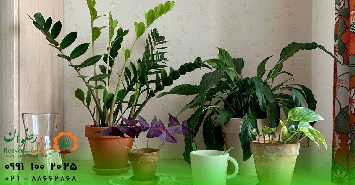عکس انواع گل آپارتمانی با اسم عکس انواع گل آپارتمانی با اسم