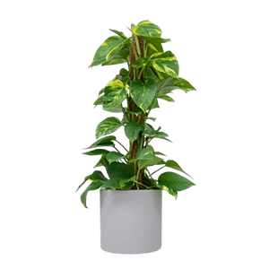 Pothos plant گیاه پتوس