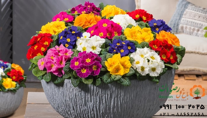 عکس انواع گل آپارتمانی با اسم گیاه پامچال