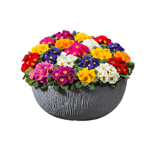 Primrose گل پامچال