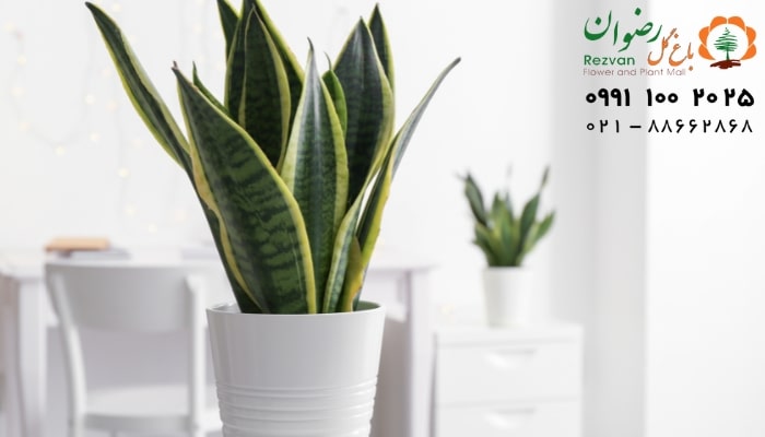 عکس انواع گل آپارتمانی با اسم گیاه سانسوریا