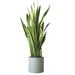 Sansevieria plant گیاه سانسوریا