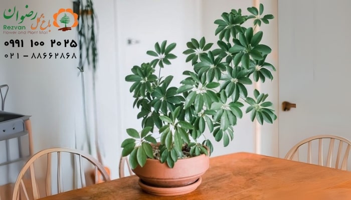 عکس انواع گل آپارتمانی با اسم گیاه شفلرا