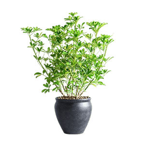 Schefflera plant گل شفلرا