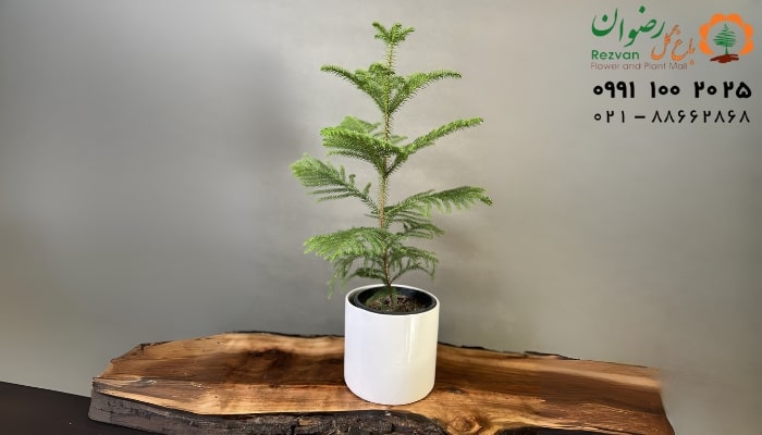 عکس انواع گل آپارتمانی با اسم گیاه کاج مطبق