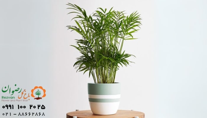 عکس انواع گل آپارتمانی با اسم گیاه نخل شامادورا