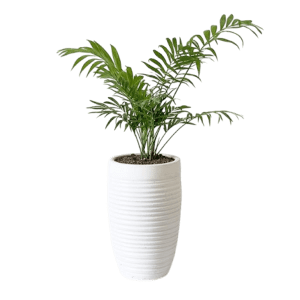 Shamadura palm plant نخل شامادورا