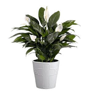 Spathiphyllum flower گل اسپاتی فیلوم