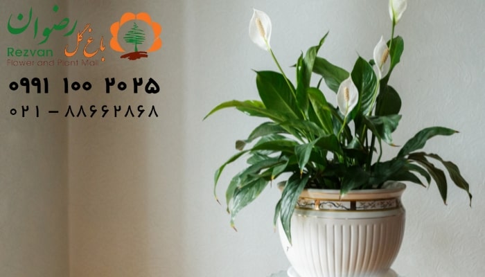 عکس انواع گل آپارتمانی با اسم اسپاتی فیلوم