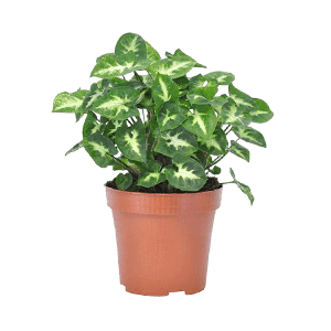 Syngonium flower عکس انواع گل آپارتمانی با اسم