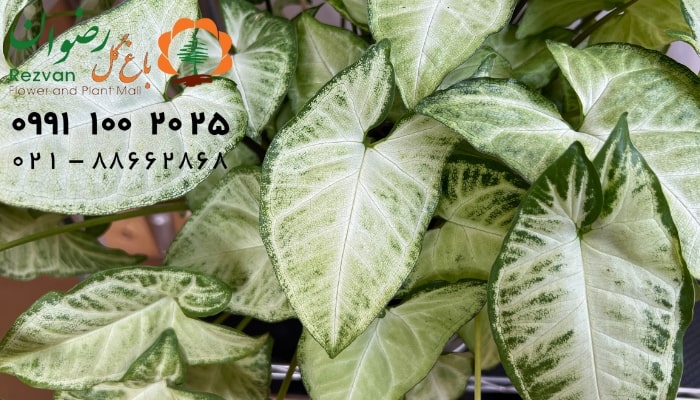 عکس انواع گل آپارتمانی با اسم سینگونیوم