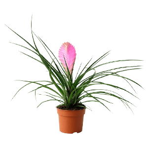 Tillandsia flower گل تیلاندسیا