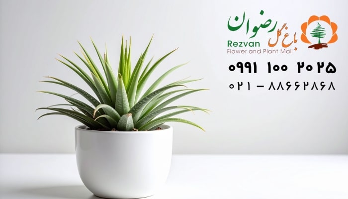 عکس انواع گل آپارتمانی با اسم گیاه تیلاندسیا