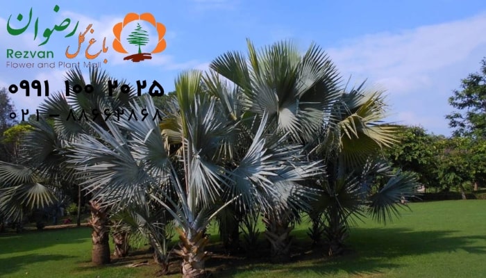 عکس انواع گل آپارتمانی با اسم نخل مسافر