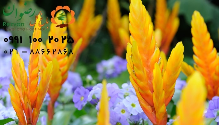 عکس انواع گل آپارتمانی با اسم گل ورزیا