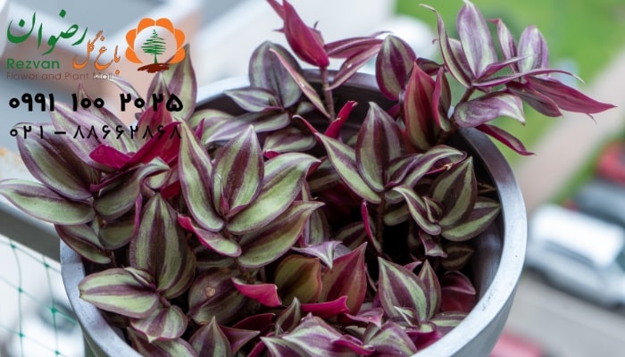 عکس انواع گل آپارتمانی با اسم گیاه برگ بیدی