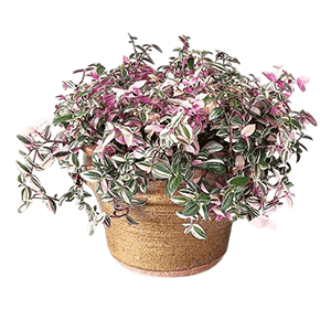 Willow leaf plant گیاه برگ بیدی