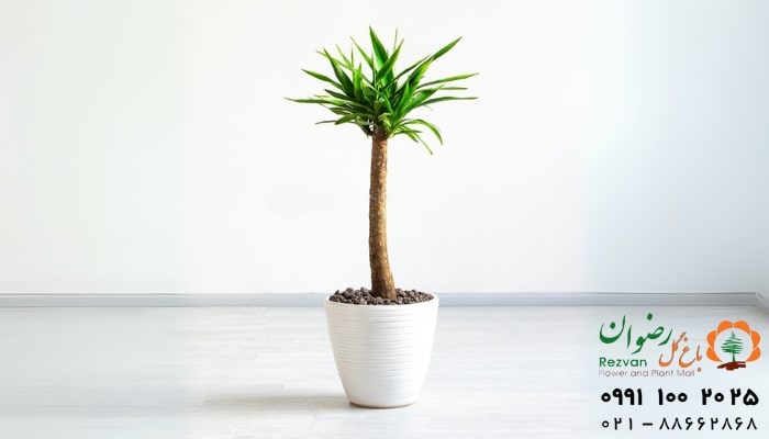 عکس انواع گل آپارتمانی با اسم یوکا تنه دار