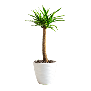 Yucca نخل یوکا