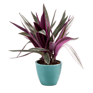 Zipline flower عکس انواع گل آپارتمانی با اسم