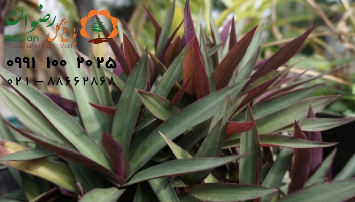 عکس انواع گل آپارتمانی با اسم گیاه زیپلین