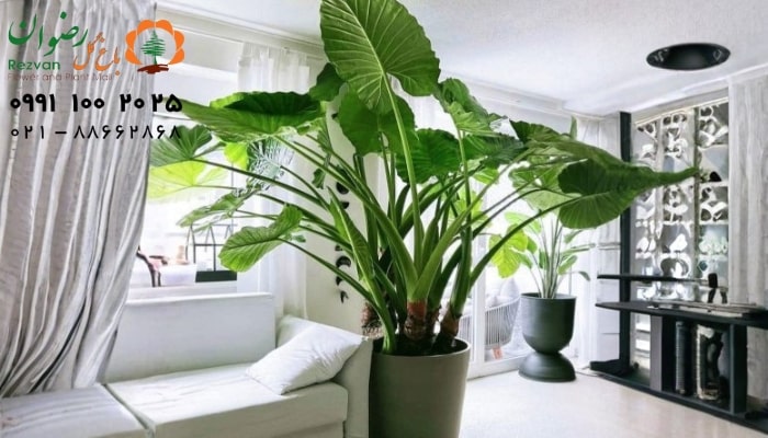 elho plant light care Flora Pod™ main image 0