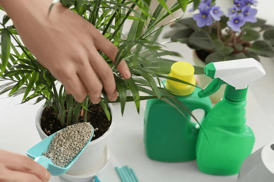 مواد غذایی گل و گیاهان آپارتمانی را چطور تامین کنیم؟
