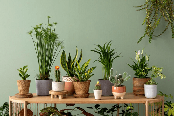 مزایای استفاده از گل ‌و گیاه در خانه