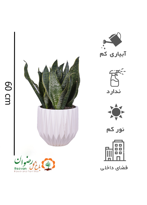 گیاه سانسوریا کرواتی سبز با گلدان سرامیکی الماسی ST4