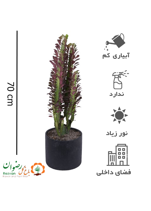 گیاه افوربیا قرمز به همراه گلدان سفالی چرمی ساده مشکی ET5