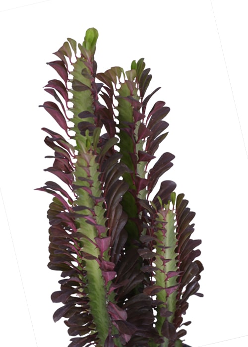 گیاه افوربیا قرمز به همراه گلدان سفالی چرمی ساده مشکی ET5