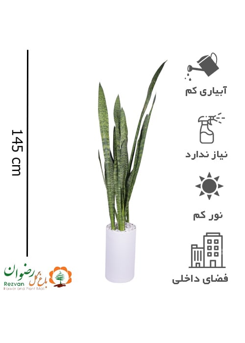 گیاه سانسوریا سبز