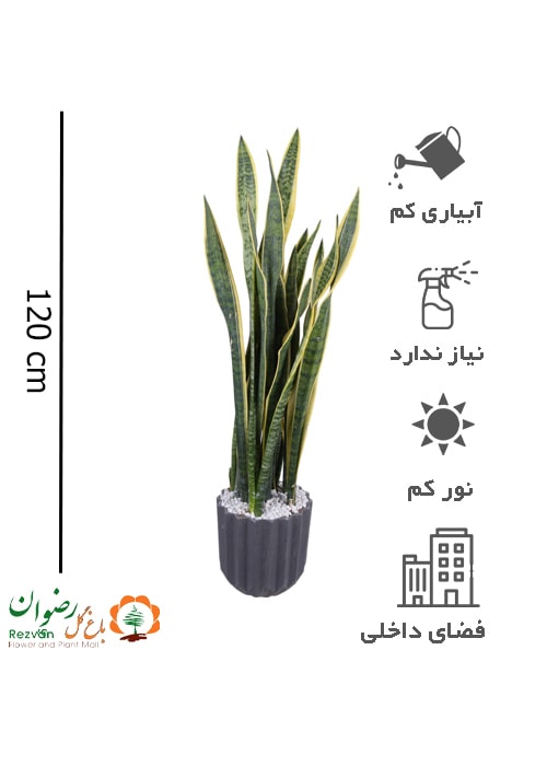 سانسوریا طلایی