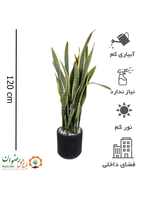 سانسوریا طلایی بلند