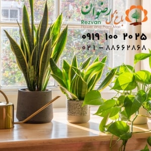 اجرای فضای سبز
