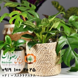 اجرای فضای سبز