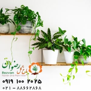 اجرای فضای سبز