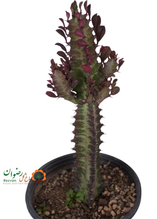 گل آپارتمانی