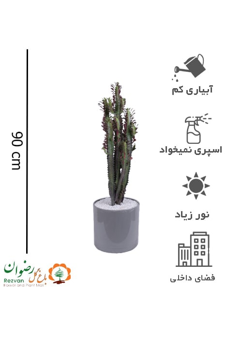 افوربیا تریگونا قرمز