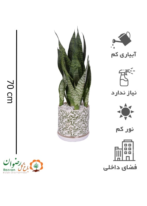 سانسوریا کرواتی