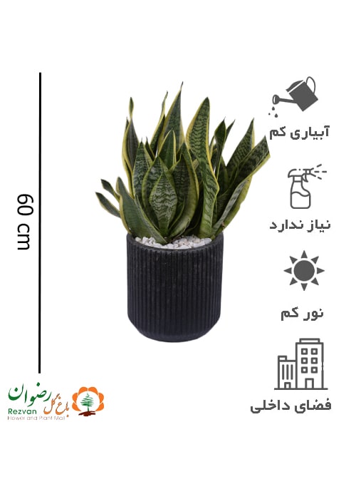 کرواتی طلایی