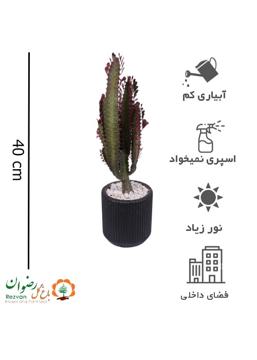 افوربیا تریگونا قرمز