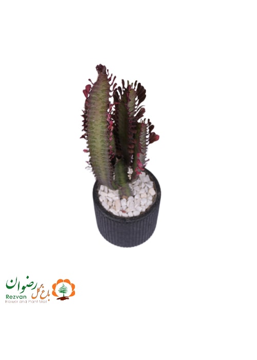 افوربیا تریگونا قرمز