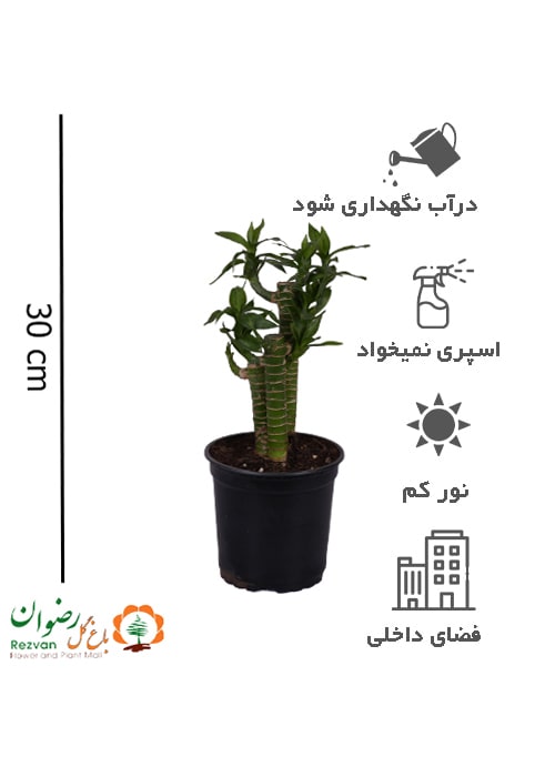 بامبو لوتوس