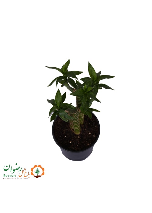 بامبو لوتوس