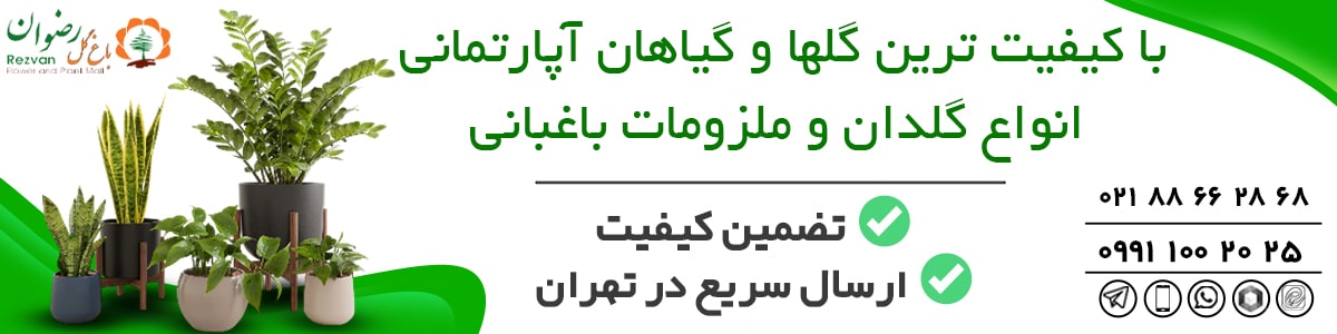 Banner of the best indoor flowers and plants خرید گیاهان آپارتمانی