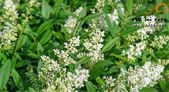 گل یاس هلندی