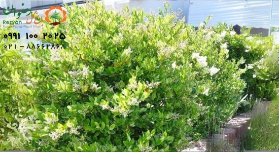 درخت یاس هلندی