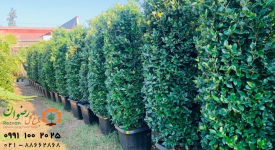 گلدان مناسب