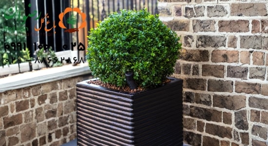 گلدان مناسب